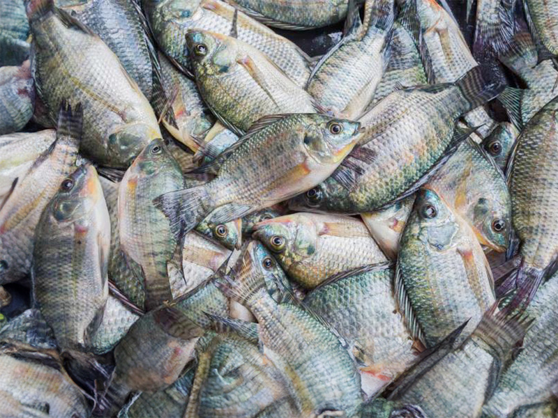 Tilapia Fish